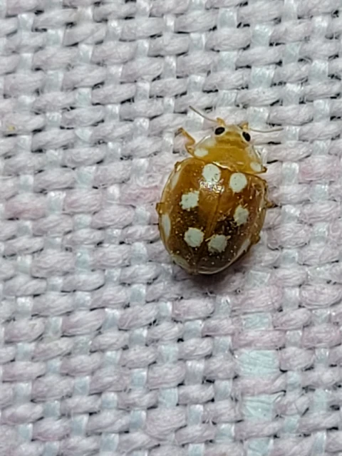 Vibidia duodecimguttata - tizenkétcseppes füsskata