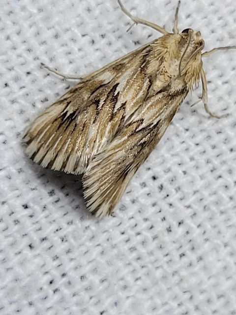 Cynaeda dentalis - gyakori ciframoly