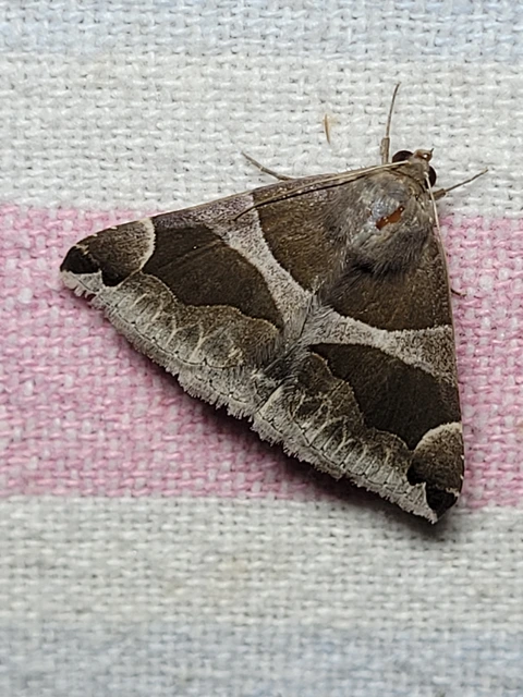 Dysgonia algira - déli porcelánbagoly