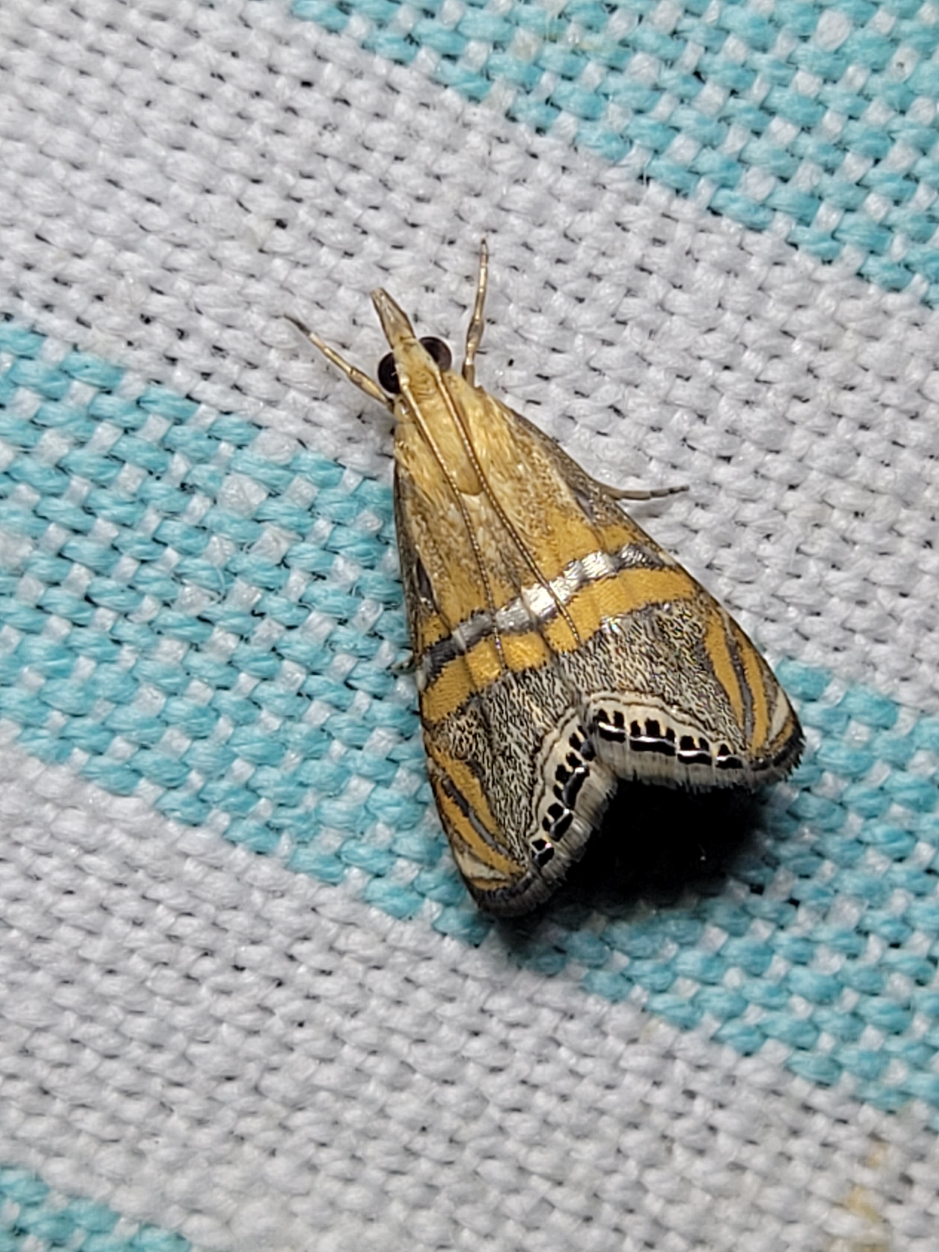 Euchromius bella - cifra mozaikmoly