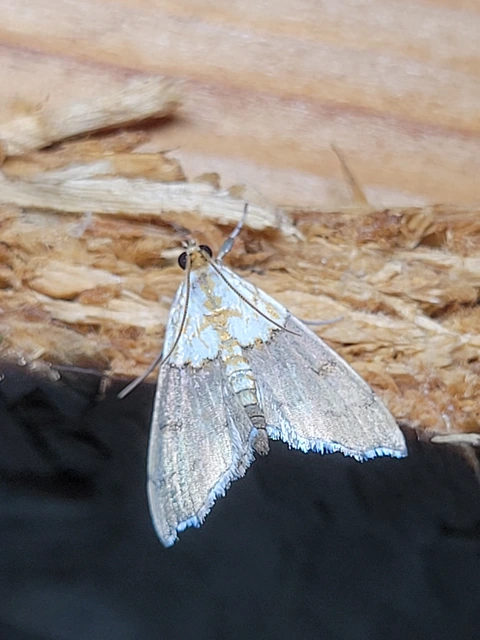 Agrotera nemoralis - ligeti tűzmoly