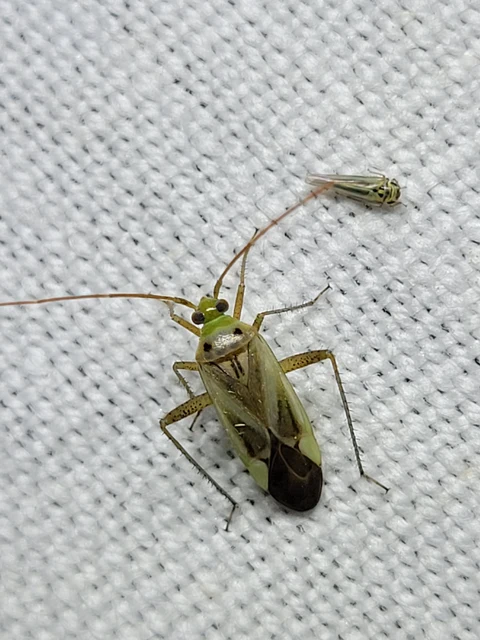 Adelphocoris lineolatus - lucernapoloska