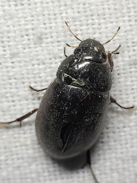 Hydrochara caraboides - kis csibor