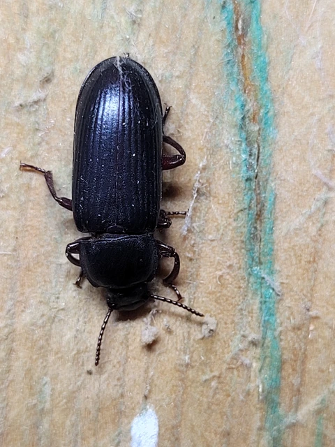 Tenebrio molitor - közönséges lisztbogár