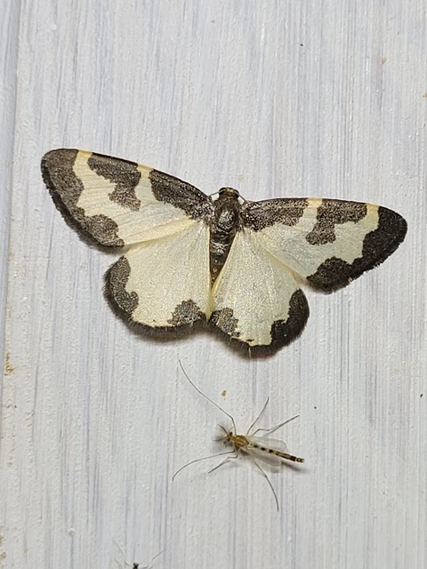 Lomaspilis marginata - szegélyes nyárfaaraszoló