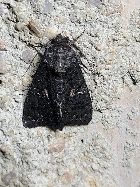 Anophia leucomelas - déli folyófűbagoly
