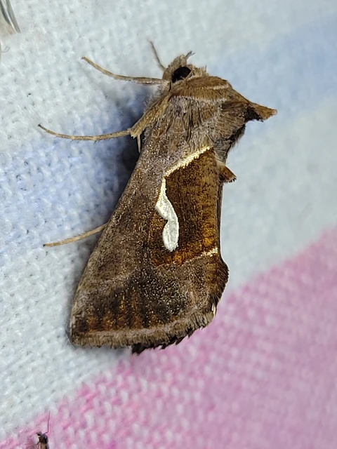 Macdunnoughia confusa - cseppfoltos ezüstbagoly