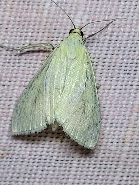 Sitochroa palealis - kénszárnyú dudvamoly