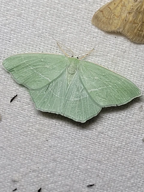 Hemistola chrysoprasaria - kékes zöldaraszoló