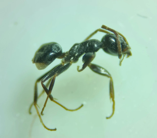 Tapinoma subboreale - ligeti kóborhangya