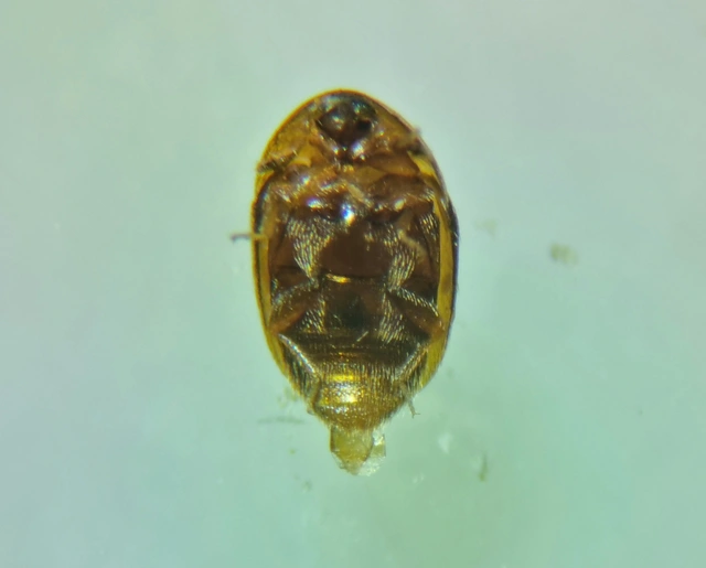 Corylophidae - pontbogárfélék Corylophidae - pontbogárfélék