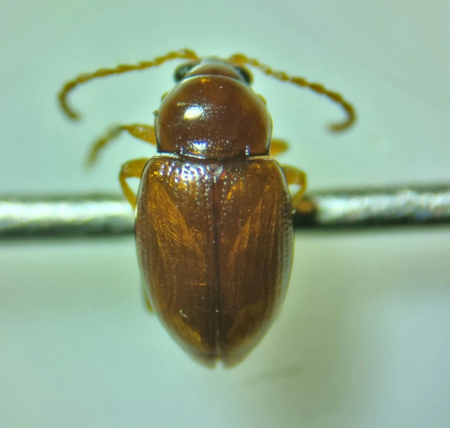 Neocrepidodera ferruginea - közönséges pázsitfű-földibolha