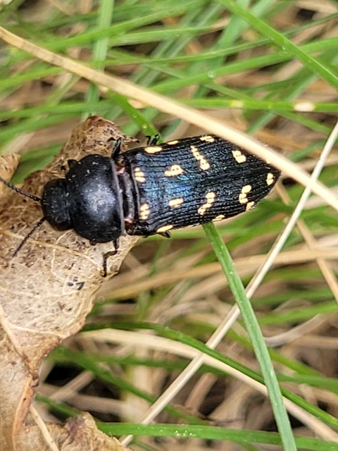 Acmaeodera degener - sárgafoltos zömökdíszbogár