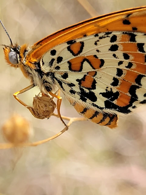 Melitaea didyma - tüzes tarkalepke