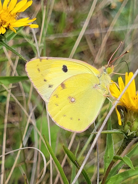 Colias alfacariensis - déli kéneslepke