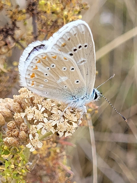 Polyommatus dorylas - fénylő boglárka