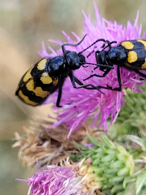 Mylabris variabilis - szalagos hólyaghúzó Mylabris variabilis - szalagos hólyaghúzó