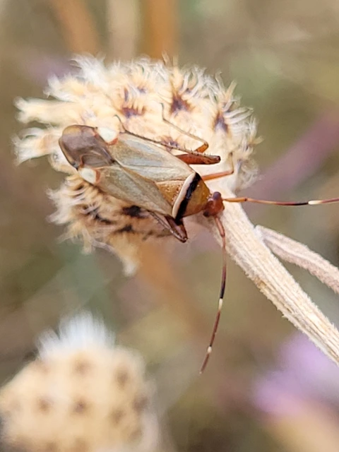 Adelphocoris vandalicus - feketevállú mezeipoloska