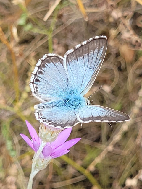 Polyommatus coridon - ezüstkék boglárka