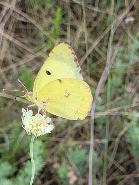 Colias hyale - kéneslepke