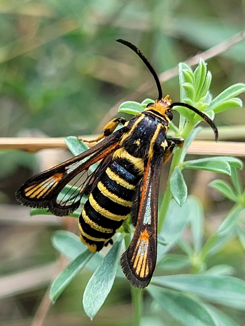 Sesiidae - szitkárfélék