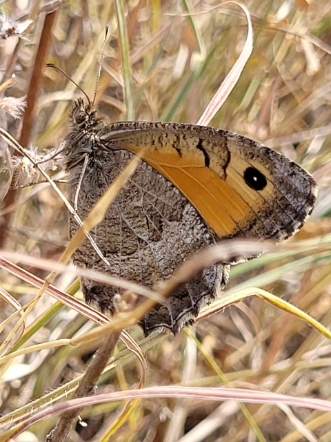 Arethusana arethusa - közönséges szemeslepke