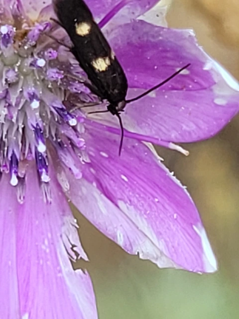 Parascythris muelleri - kétpettyes zöldmoly