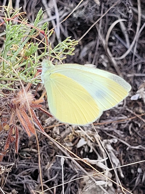 Pieris ergane - sziklai fehérlepke