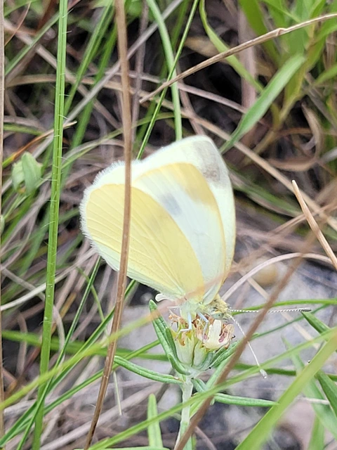 Pieris ergane - sziklai fehérlepke
