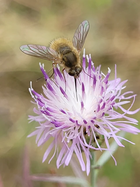 Bombyliidae - pöszörlégyfélék