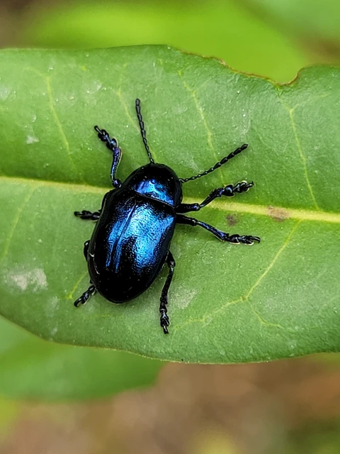 Chrysochus asclepiadeus - tündöklő méreggyiloklevelész