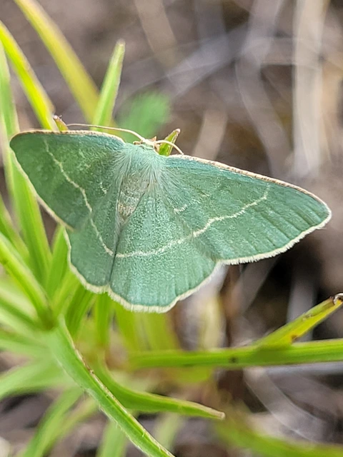 Chlorissa cloraria - sárgászöld araszoló