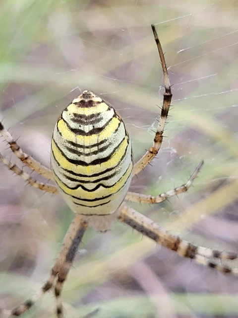 Argiope bruennichi - darázspók