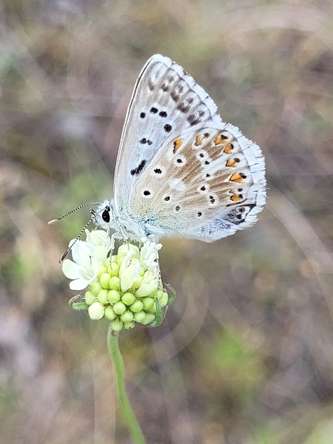 Polyommatus coridon - ezüstkék boglárka
