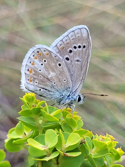 Polyommatus dorylas - fénylő boglárka