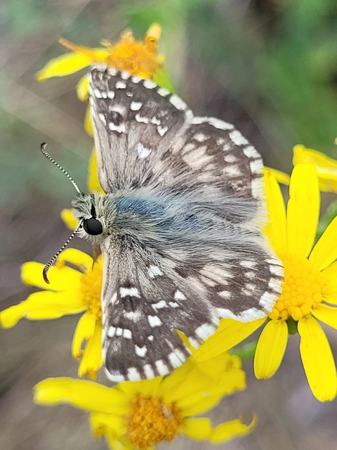 Pyrgus armoricanus - feles busalepke