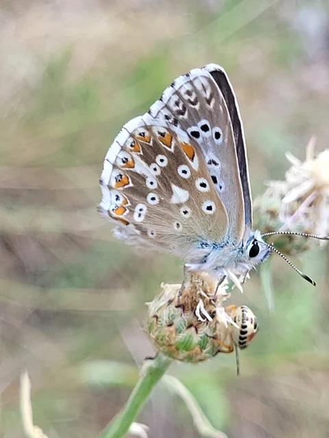 Polyommatus coridon - ezüstkék boglárka