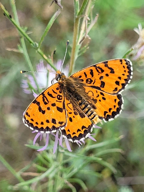 Melitaea didyma - tüzes tarkalepke