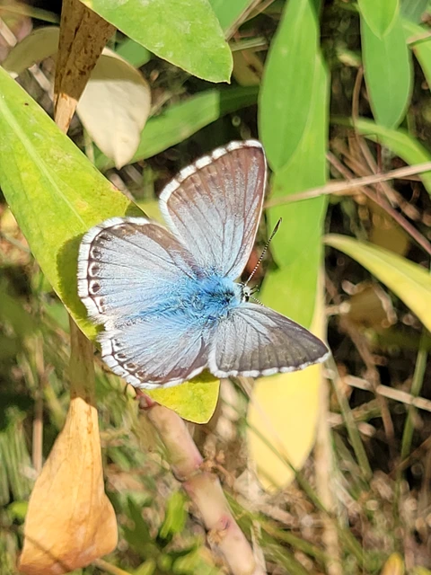 Polyommatus coridon - ezüstkék boglárka