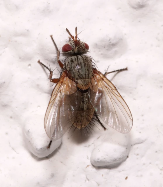 Tachinidae - fürkészlegyek