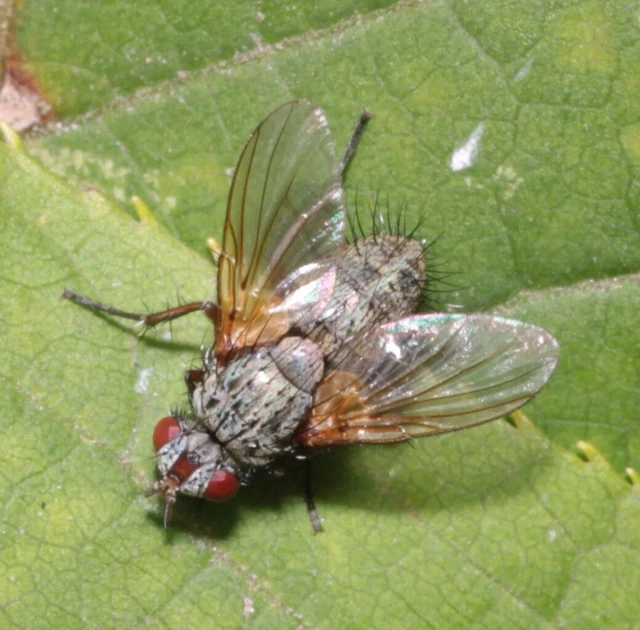 Tachinidae - fürkészlegyek