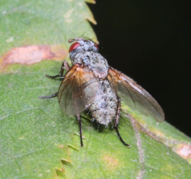 Tachinidae - fürkészlegyek