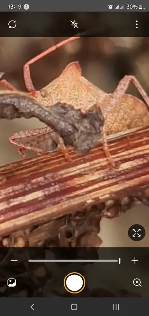 Coreus marginatus - közönséges karimáspoloska
