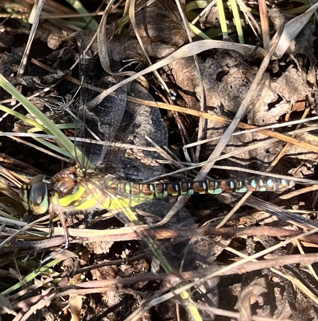 Aeshna mixta - kései karcsúacsa
