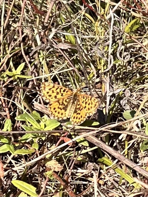 Boloria dia - kis gyöngyházlepke