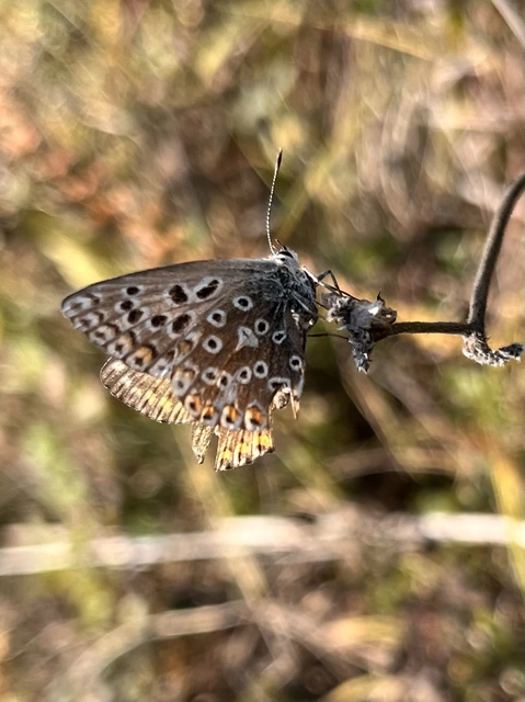 Polyommatus coridon - ezüstkék boglárka