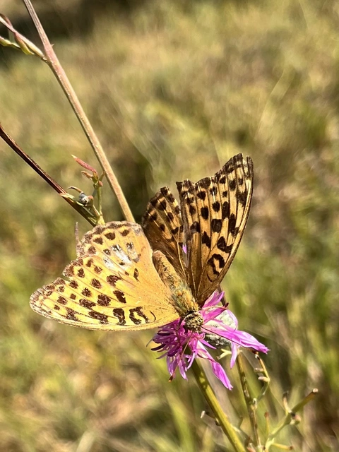 Argynnis paphia - nagy gyöngyházlepke