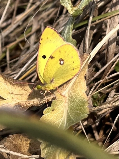 Colias hyale - kéneslepke
