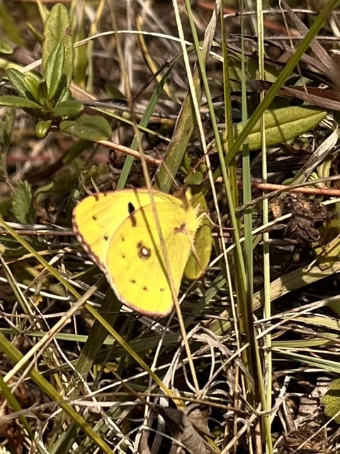 Colias alfacariensis - déli kéneslepke