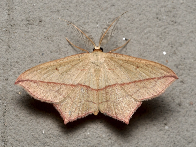 piroscsíkos csipkésaraszoló - Timandra comae